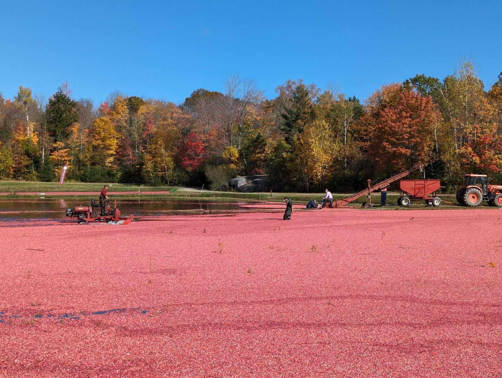 Cranberries